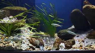 1300 Korea Fresh Fish Biotope Aquarium