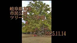 2025 11 14 Civic Park Treeing work