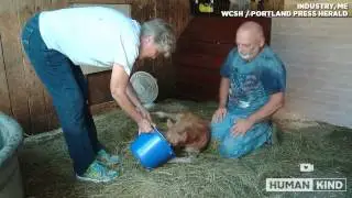 Three legged pony gets second chance at life