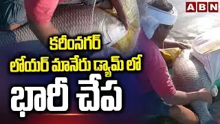 కరీంనగర్ లోయర్ మానేరు డ్యామ్ లో భారీ చేప |  25 Kg Big fish in Lower Manair Dam | Karimnagar | ABN