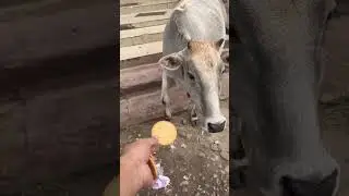 Feeding Abandoned Cow #shorts #youtubeshorts #shorts #viral #animals #cow