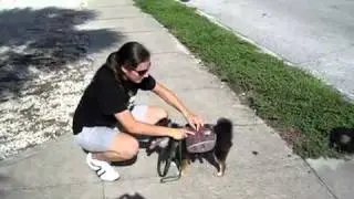 Dog Backpack