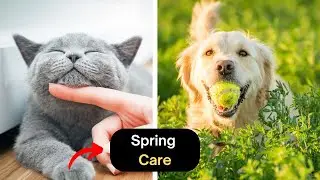 5 Spring Pet Care Guides | A Guide to Keeping Your Pet Healthy in the Spring  | Pet Pro Tips