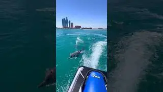 Look who&rsquo;s chasing me🐬 #music #jetski #abudhabi #dubai #wildlife #pirates