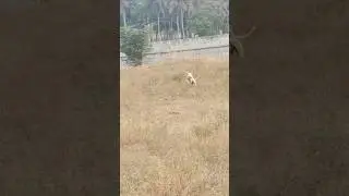 🥵 Kanni dogs ❤️ #shortvideo #shortsfeed #trending #viralvideo #shorts #short #viral #animals #dog
