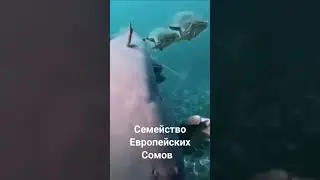 Семейство Европейских Сомов #fish #balk #keşfet #uzmusic