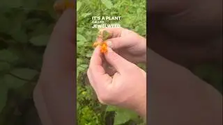 Why is jewelweed also called &ldquo;touch-me-not&rdquo;?  #plant #plants #forest #woods #nature #short #shorts