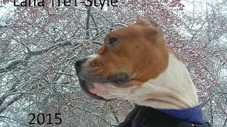 Lana Parkour Dog. TreT-Style 2015
