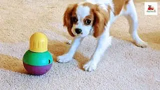 Starmark Interactive Treat Dispensing Dog Toy Review for Pet Owner