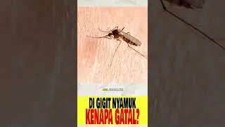 Digigit Nyamuk Kok Gatel? - Info Seputar Dunia #FNMF #Shorts