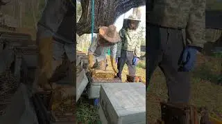 Watch Bees Make Honey & Harvest It 🍯🐝
