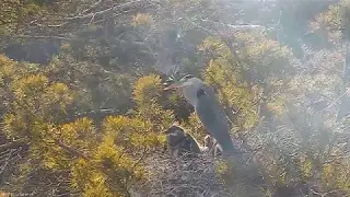 2017 05 14 08h14m nests 5