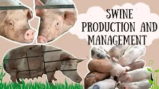 Swine Production and Management / AnSci110 
