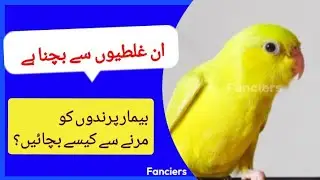 How To Save Sick Birds | Sick Birds Treatment Tips | Bimar Bird Ka Ilaj Fanciers