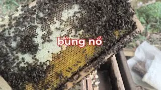 Giai đoạn ong bùng nổ rồi 
