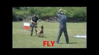 FRAPPE MUSELEE GENDARMERIE & AGENTS CYNO