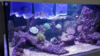 650L rif aquarium.  Update 8 nl