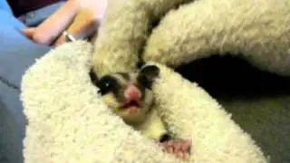 Sugar Glider Crabbing