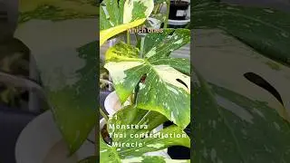 20 New Variegated Monsteras Varieties - RANKED! Learn About Them and How They Were Created.