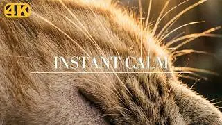 Why Cats Sleep To This Frequency: Bioacoustic Cello & 432Hz Pulse