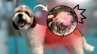ESTÁ PERRITA TIENE UNA ALERGIA TERRIBLE⚠️
