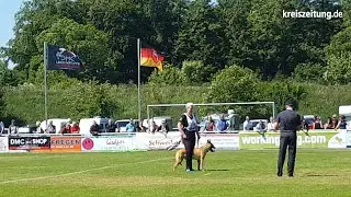 DMC-Championat 2018 in Syke-Heiligenfelde