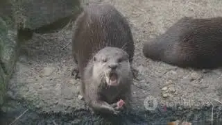 Mijbil the Otter