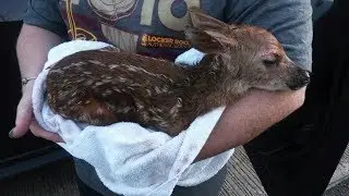 Good Samaritan and trooper save fawn