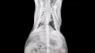 Bunny Digestive Health