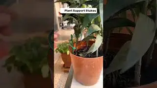 Plant Support Stakes #goodthingsrecommended #gooditems#amazonfinds