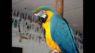 MOV00692