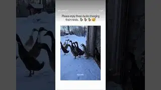 When Everyone Changes Their Mind at the Same Time 😂🦆 | Funny Duck Moment || #shorts