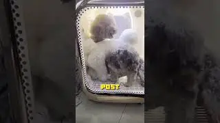 Сушилки для домашних животных становятся вирусными!