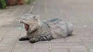 Calming background music for lonely cats │CAT MUSIC THERAPY