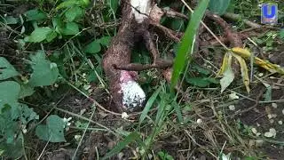 How to grow tapioca plant at home