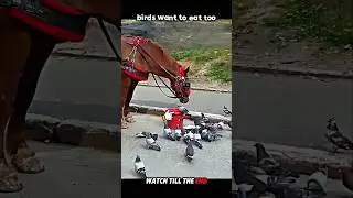 Respect to the Kind Horse 🐴❤️ #trending #animals #wildlife #shorts #horse #birds #youtube
