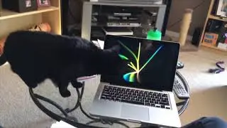 Animals vs Technology