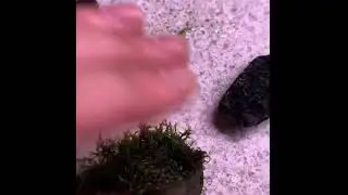 How to make aquarium moss rocks | Quick & Easy