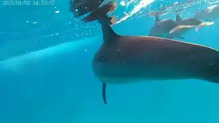 Diving in Mar Rosso