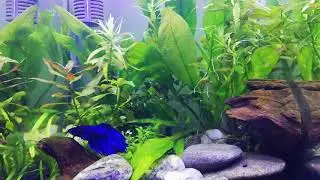 Aquascape cube fish tank