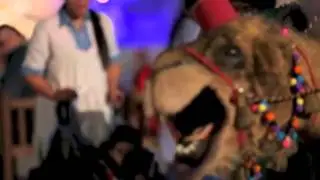 Amir & Camel - Walkabout Characters