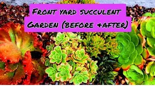 FRONTYARD SUCCULENT GARDEN (BEFORE & AFTER) 🌿🌵🌱