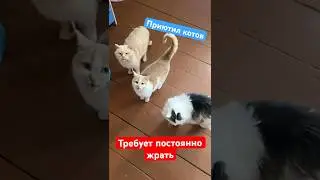 Приютил пять котов