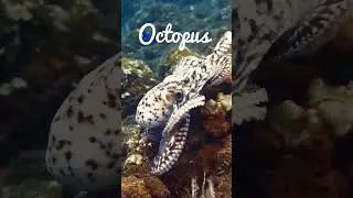 Octopus 🐙 #octopus #underwaterworld #spesieslaut