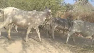 All cow raning line big bell sound 