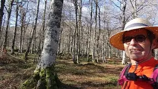 Por los bosques de hayas y acebos. Cantabria. Rutas, travesias, trekking