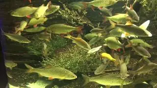 Abramis brama - Brachse - Abramis bjoerkna - G&uuml;ster - Scardinius erythrophthalmus - Rotfeder