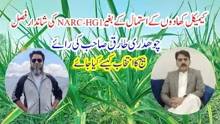 NARC H G1 Garlic | Great Crop of NARC HG1 Garlic using Organic Fertilizer | Farming | Agriculture