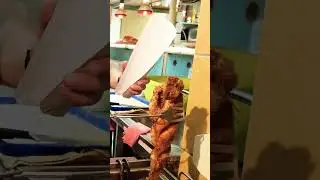 Ha Hekk akkor R&oacute;mai | Trying the famous Hekk fish in Budapest