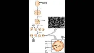 Pollen grain from Microspore Mother cell